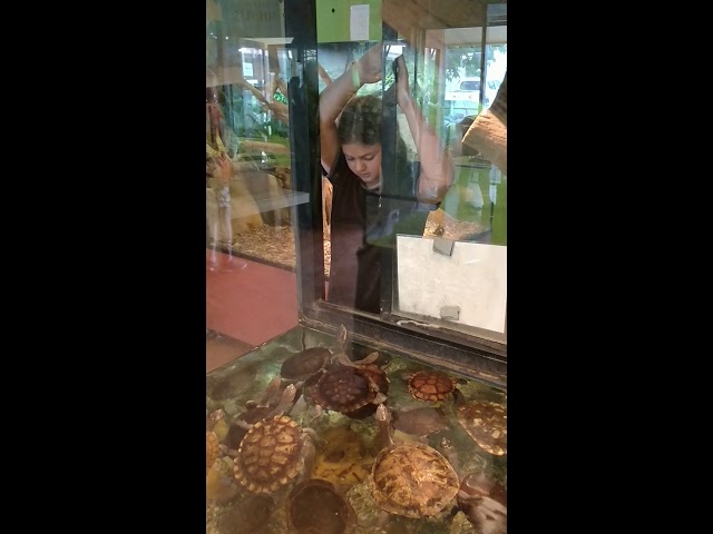 Lily and more turtles